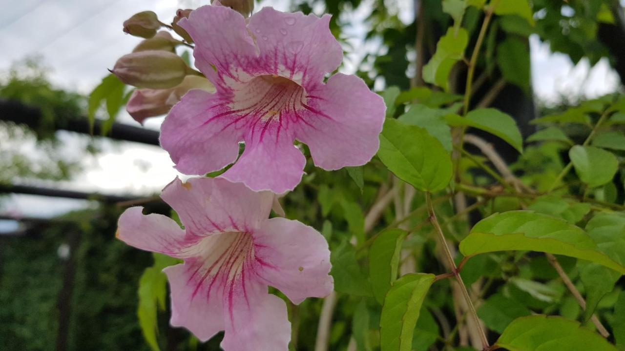 Pousada Harmonia Pomerana Pomerode Exterior foto